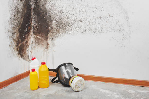Professional Mold Remediation in Englewood, NJ
