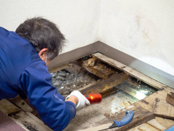 Best Attic Mold Remediation in Englewood, NJ