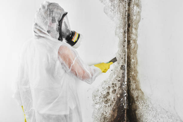 Best HVAC Mold Remediation in Englewood, NJ