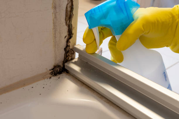Best White Mold Remediation in Englewood, NJ