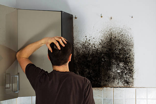 Best HVAC Mold Remediation in Englewood, NJ