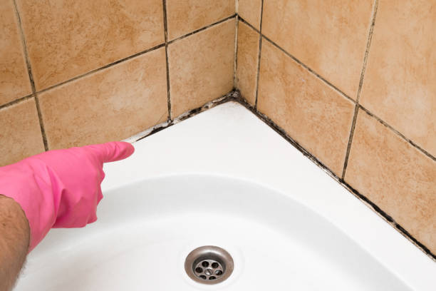 Best DIY Mold Remediation Support Services in Englewood, NJ